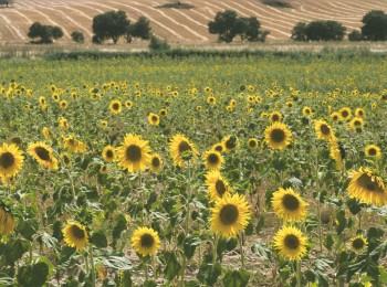 El incremento de precios compensa los menores rendimientos en la campaña de girasol de la lonja de León