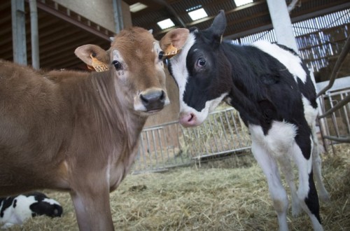 Las entregas de leche de vaca a compradores se hundieron un 5% en julio pasado