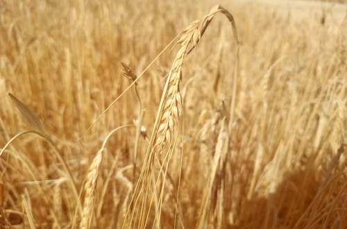 El Gobierno seguirá evaluando la situación de sequía en el campo antes de avanzar nuevas medidas paliativas