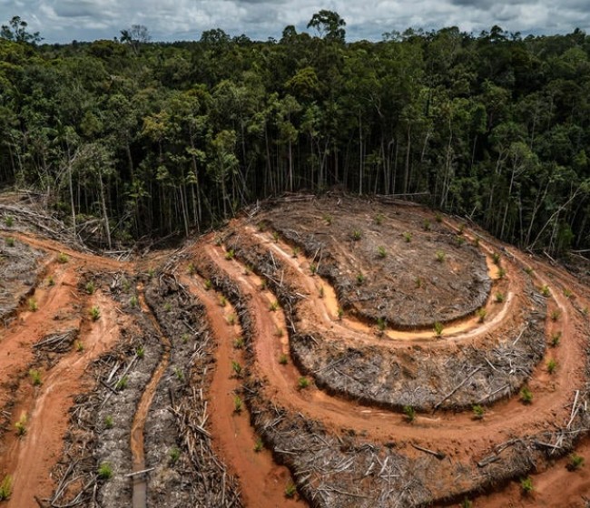 El Gobierno apoya aplazar la ley de deforestación ante las dificultades en su aplicación