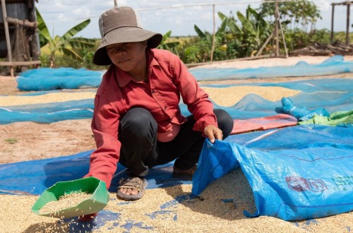 Índice FAO: los precios mundiales de los alimentos básicos cayeron en agosto por quinto mes consecutivo