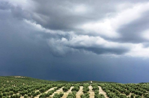 ¿Habrá récord de salidas de aceite de oliva al mercado en la campaña 2021/22?