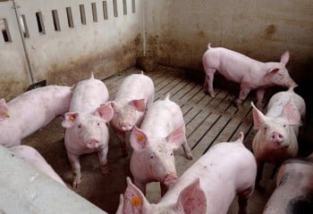 Nuevo paradigma para las granjas porcinas