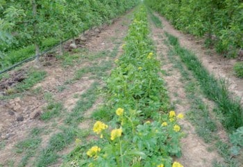 Cómo mejorar el control de malas hierbas en las plantaciones de árboles frutales