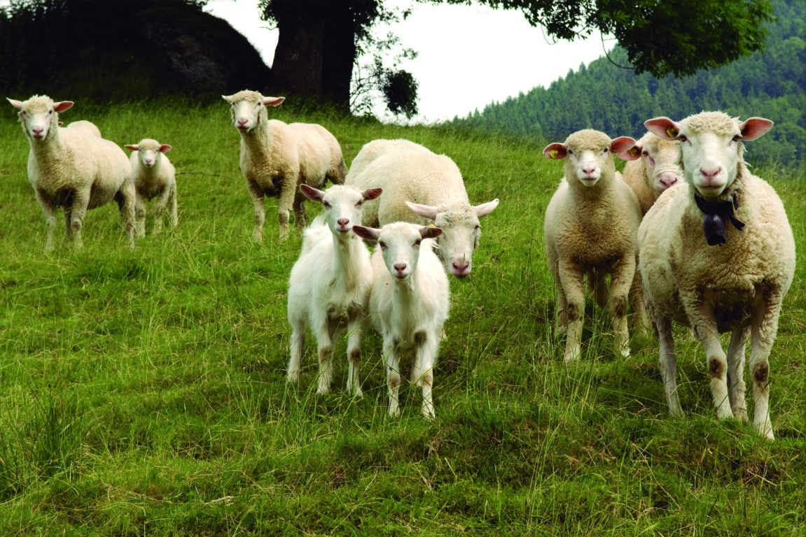 Labiana lanza un medicamento veterinario de larga duración para ovino y bovino
