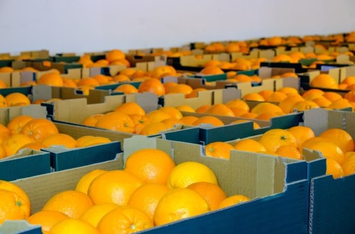 Menos del 4% de la exportación de frutas y hortalizas frescas españolas viaja fuera de Europa