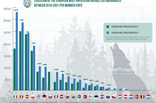 La Eurocámara demanda a la CE un cambio en el estatus de estricta protección del lobo