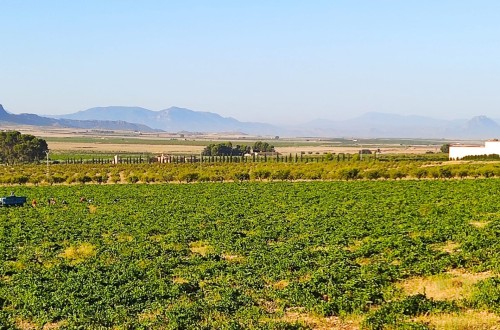 OIV: producción mundial de vino estable en 2022 pese a la sequía y al calor extremo