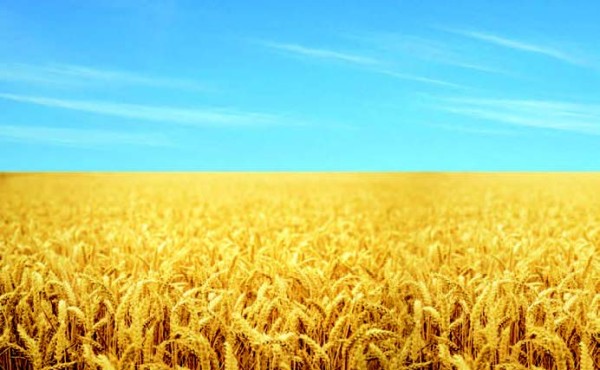 Incertidumbre y volatilidad en exceso para la campaña 2022/23 de cereales