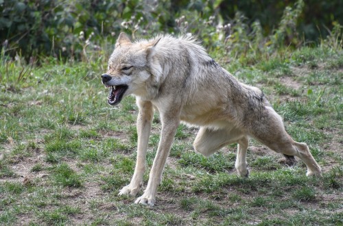 Críticas por la falta total de transparencia del Miterd en el reparto a las CC.AA. de los 20 M€ de ayudas para la gestión del lobo