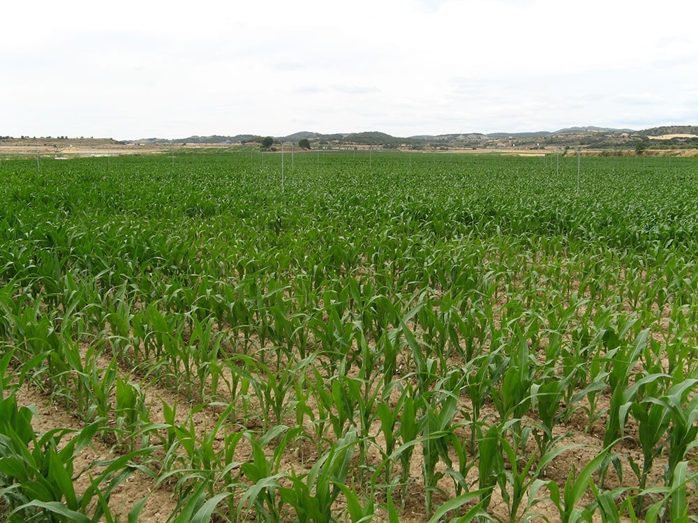 Bruselas continúa recortando la producción de maíz grano en la UE para 2022/23
