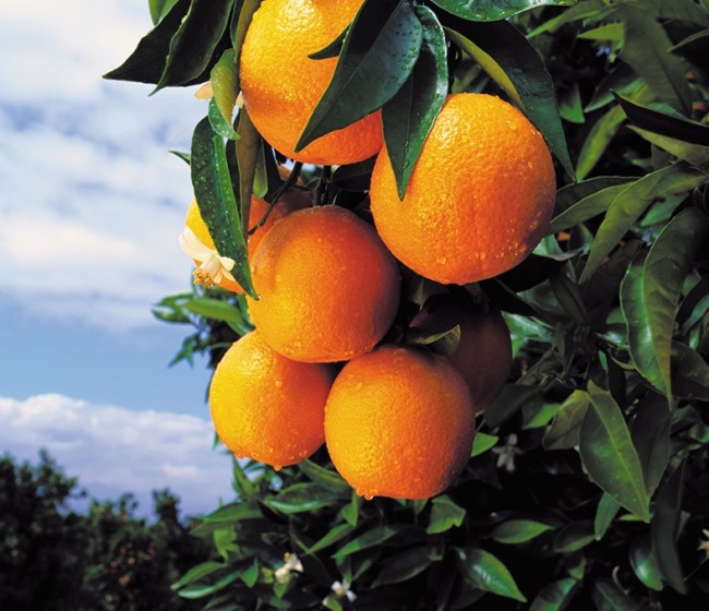 Asaja Andalucía alerta del incumplimiento de la ley de la cadena alimentaria en el sector del zumo de naranja