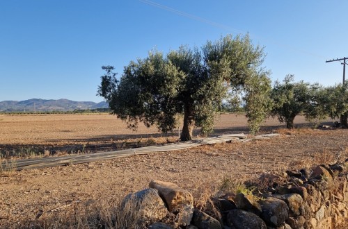 Octubre, primer mes de campaña 2022/23, trajo una producción de 30.500 t de aceite de oliva