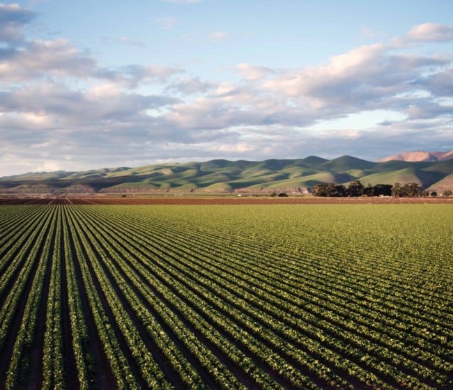 El número de explotaciones agrícolas cae un 12,4% entre 2020 y 2023, la superficie media aumenta un 13,4%