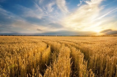 Coceral prevé un aumento de la cosecha de cereales en la UE-27 y Reino Unido en 2023