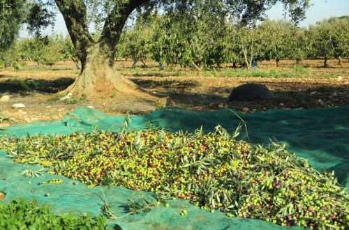 El mercado absorbió casi 110.300 t de aceite de oliva en noviembre pese a los elevados precios