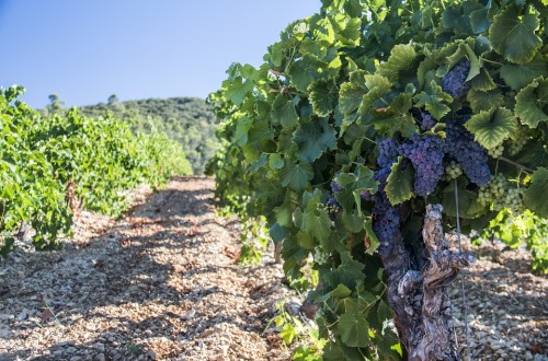 La OIVE recomienda al MAPA fijar en 1.407 ha las autorizaciones de nueva plantación de viñedo en 2023