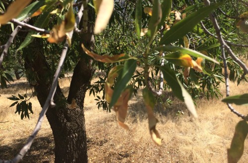 AVA-ASAJA alerta del importante avance de la Xylella fastidiosa en suelo portugués