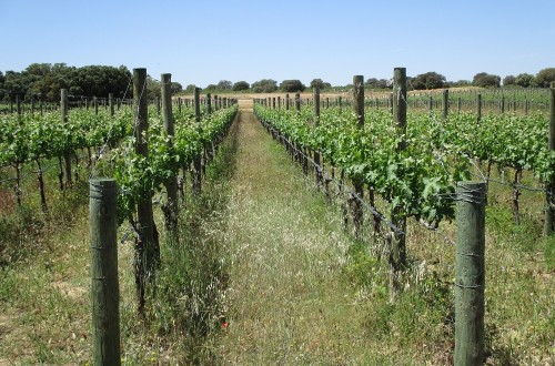 El MAPA prevé destinar 15 M€ a la “cosecha en verde” en el Programa de Apoyo al Sector Vitivinícola 2023