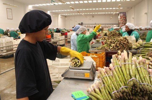 La ocupación en el sector agroalimentario se elevó a más de 1,31 millones personas en 2022