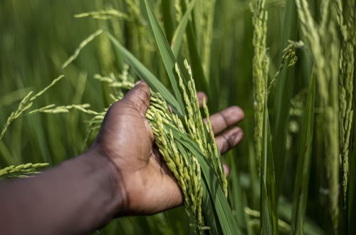 El TG de la UE anula los aranceles al arroz importado de Camboya y Birmania