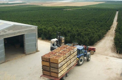 ASAJA y FEPEX critican que la subida del SMI volverá a perjudicar enormemente al campo español