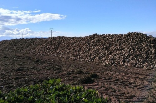 El TJUE se opone al uso excepcional de plaguicidas neonicotinoides en el tratamiento de semillas