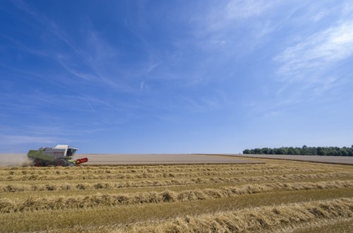 El CIC reduce la producción mundial de cereales por la menor cosecha de maíz en 2022/23