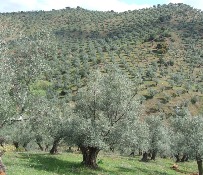 Andalucía aprueba la primera Estrategia para el Sector del Olivar Horizonte 2027 con un presupuesto de 986 millones