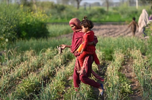 FAO: los precios mundiales de los alimentos básicos bajaron de nuevo en enero