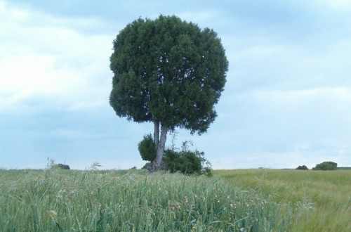 El PE eleva la los objetivos de absorción de los sumideros naturales de carbono hasta 2030