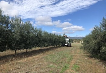 Evolución de diferentes modelos productivos de olivar en los primeros años tras la plantación