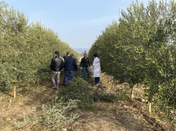 Análisis de la productividad de diferentes modelos de plantación en olivar