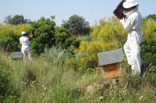 En juego la supervivencia de la miel en la Unión Europea. Por Stanislav Jas
