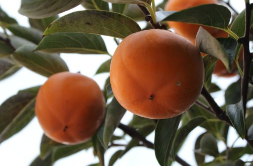 Firmados los protocolos fitosanitarios para exportar almendra y caqui para fresco a China