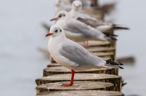 Gripe aviar: la AESA avisa que el riesgo en aves de corral puede aumentar de nuevo en los próximos meses