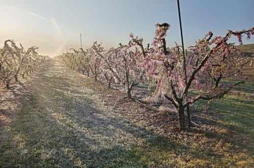 Las heladas de primeros de abril y el contraste término provocaron menos daños en la agricultura que en 2022