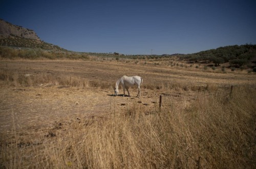 El MAPA convoca el próximo 19 de abril la Mesa Nacional de la Sequía para evaluar la situación y afección en el agro