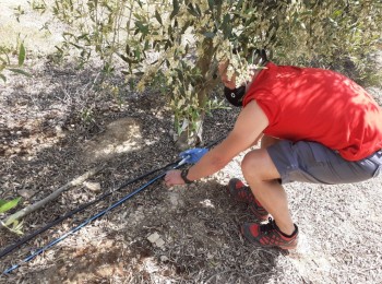 Fraccionamiento de la materia seca y del nitrógeno en olivo superintensivo (II)