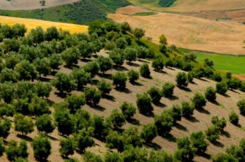 La producción de aceite de oliva en la UE queda en menos de 1,4 Mt en 2022/23