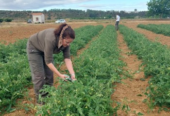 Diferentes estrategias de fertilización nitrogenada en tomate de industria