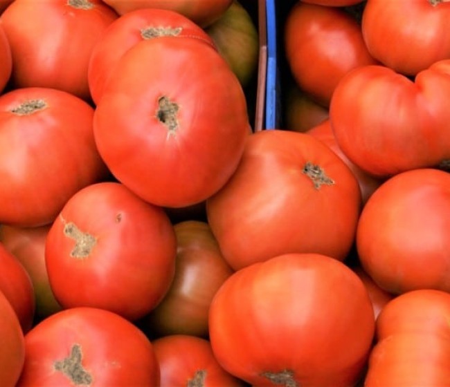 Agricultores extremeños denuncian precios “ruinosos” del tomate y exigen soluciones