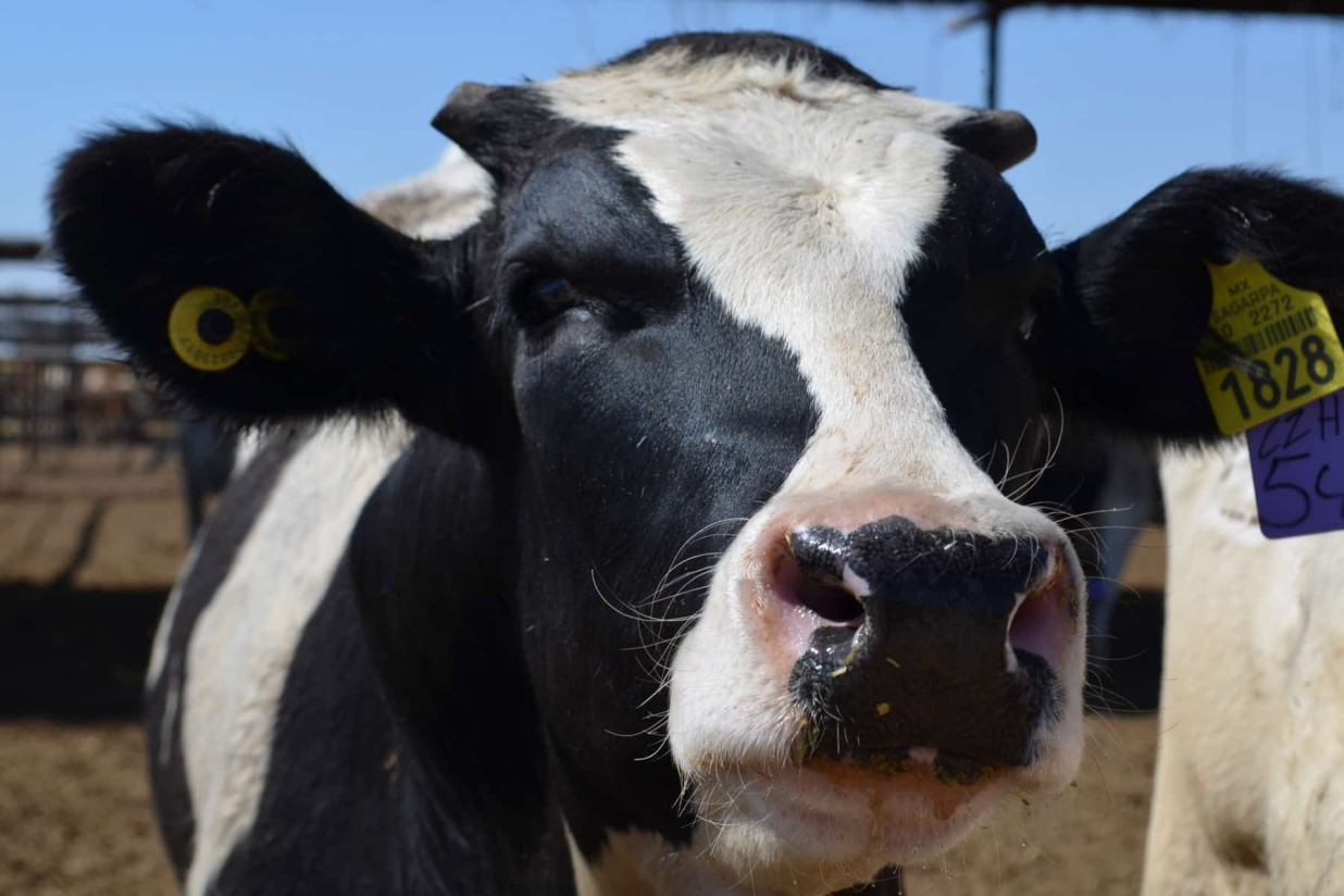 El precio medio nacional de la leche de vaca en campo bajó un 3% en mayo por tercer mes consecutivo