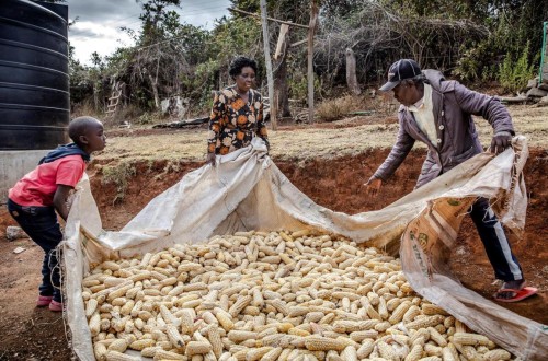 Cereales, lácteos y aceites vegetales hicieron caer en mayo el índice FAO de precios mundiales de los alimentos básicos