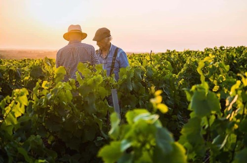 Bruselas aprueba medidas excepcionales para aliviar los desequilibrios del mercado del vino en la UE