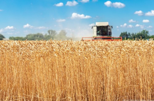 Bruselas vuelve a revisar a la baja la producción de cereales 2023/24 en la UE