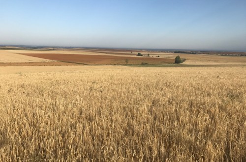 Abono de 112,6 M€ en indemnizaciones por sequía a los agricultores de cultivos herbáceos de secano asegurados