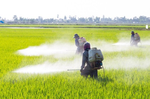 La EFSA no identifica áreas críticas de preocupación en la evaluación de riesgos del glifosato en agricultura