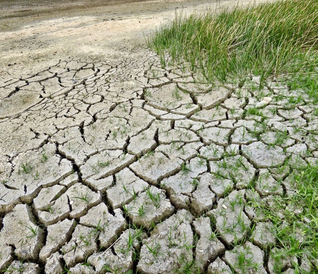 Murcia, Asaja, COAG, UPA y Cooperativas piden al Gobierno medidas urgentes contra la sequía