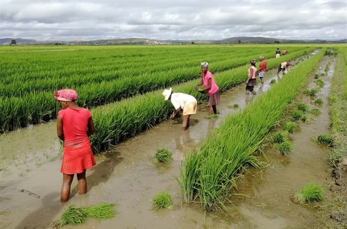 Índice FAO: ligero repunte de los precios mundiales de las materias primas alimentarias en julio por los aceites vegetales